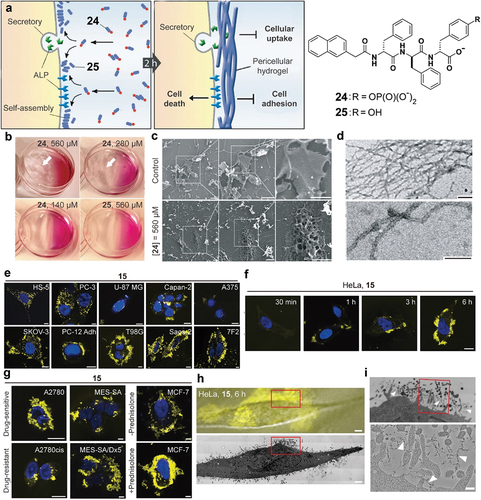 Figure 5. (a) Chemical structures of 24 and 25 and the enzyme-catalyzed formation of pericellular hydrogel to induce cell death. (b) Optical images of the HeLa cells incubated with 24 (560, 280 and 140 μM) or with 25 (560 μM) for 2 h. White arrows point at the hydrogelation site. (c) SEM images of freeze-dried HeLa cells treated with 24 (560 μM) for 2 h. Scale bars = 10 μm. (d) Negative stained TEM images of the pericellular hydrogels on the HeLa cells treated by 24 (280 μM) and the high magnification image of the nanofibrils. Scale bars = 100 nm. (e) CLSM images of different cell lines incubated with 15. The incubation time was 24 h for HS-5, PC3, U-87 MG, Capan-2, A375, SKOV3, PC-12 Adh, and T98G and 12 h for Saos-2 and 7F2. The incubation concentration of 15 was 100 μM for Saos-2 and 7F2 and 500 μM for other cells. Scale bars = 10 μm. (f) CLSM images of HeLa cells incubated with 15 (500 μM, 30 min, 1 h, 3 h and 6 h). Scale bar = 5 μm. (g) CLSM images of two pairs of drug-sensitive and drug-resistant cancer cell lines (A2780 and A2780cis; MES-SA and MES-SA/Dx5, 24 h) incubated with 15, and CLSM images of MCF-7 incubated with 15 without (upper) and with (bottom) the addition of prednisolone. Scale bar = 5 μm. (h) Merged image (differential interference contrast and fluorescence microscopy images) of treated HeLa cells (grown on marked Aclar discs and incubated for 6 h with 500 μM of 15), recorded only a few minutes before the sample was high-pressure frozen for TEM and the high-magnification electron microscopy image shows a slice through the same cell. Scale bar = 2 μm. (i) Higher-magnification electron micrograph of the cell region highlighted by the red box in (H) and the high-magnification electron micrographs of the red boxed area. Scale bar = 200 nm.