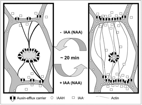 Figure 1 Model of the actin-auxin oscillator. In the absence of auxin, actin is organized in bundles that do not support the localization of auxin-efflux carriers in the plasma membrane, such that these carriers are clustered inside the cell. Upon addition of IAA or NAA (but not 2,4-D that is perceived by a different receptor), these bundles detach into fine actin strands that efficiently support the polar localization of the auxin-efflux carriers. The altered auxin efflux will transiently reduce the intracellular concentration of auxin (which will be later compensated by auxin drainage from neighboring cells) such that actin returns to a more bundled configuration. This will again affect the localization and thus the activity of efflux-carriers such that intracellular auxin concentration increases again. Since the cycling of transporters is a rapid process, the frequency of the oscillator is mainly determined by the velocity of actin reorganization (in the range of around 20 min).