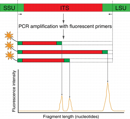 Figure 4  Schematic of automated ribosomal intergenic spacer analysis (ARISA). A PCR (see Fig. 3) that targets the internal transcribed spacer (ITS) regions of the small and large subunit (SSU and LSU) rRNA operon is undertaken using a fluorescently labelled primer. The amplicon fragments are then separated by size on an electropherogram. The pattern of peaks provides information on the microbial community structure.