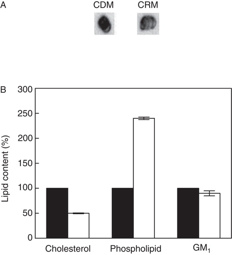 Figure 5. Estimation of lipid contents in DRM and DSM fractions of cholesterol-depleted membranes. (A) Representative immunoblots showing distribution of GM1 in cholesterol-depleted membranes and corresponding DRM fractions. (B) Lipid contents in cholesterol-depleted membranes (black bars) and DRM fractions (white bars). Values are expressed as percentages of lipid contents in cholesterol-depleted membranes, normalized to total protein content of respective membranes. GM1 was estimated by densitometric analysis of dot blots using Bio-2D+ software (Bio-Rad). Data represent means ± SE of at least three independent experiments. See Methods for other details.