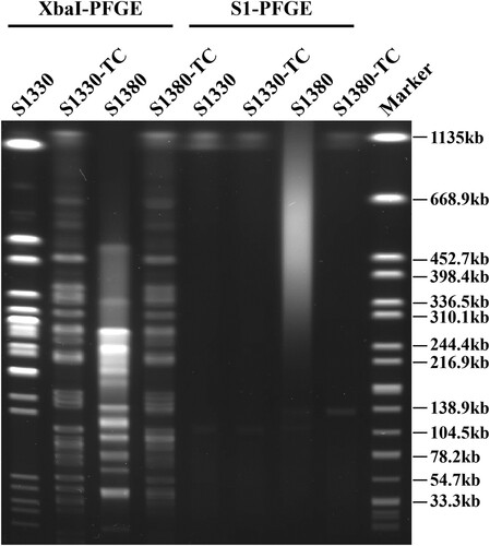 Figure 1. PFGE profiles of Salmonella strains S1330 and S1380 and the corresponding transconjugants. XbaI-PFGE and S1-PFGE profiles of Salmonella strains S1330, S1380 and their transconjugants are shown.