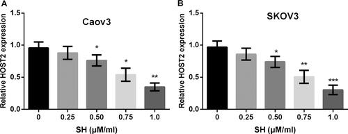 Figure 4. Sinomenine hydrochloride (SH) decreases the expression of human ovarian cancer-specific transcript 2 (HOST2). Caov3 and SKOV3 cells were exposed to varied concentrations of SH (0, 2.5, 5, 7.5 and 10 μM/ml) for 24 h. A, SH administration conspicuously diminished HOST2 expression in Caov3 cells; B, SH administration noticeably weakened HOST2 expression in SKOV3 cells. *p < .05, **p < .01, ***p < .001 compared to the corresponding controls