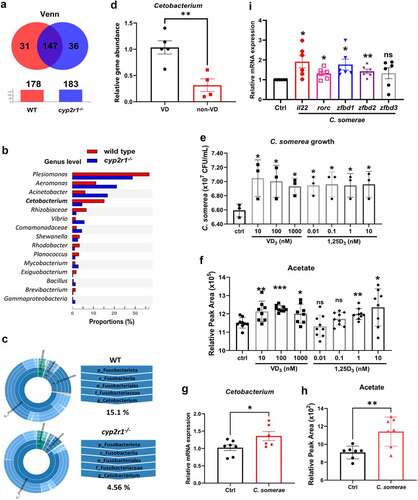 Figure 4. VD influenced the abundance of Cetobacterium spp. in gut microbiota of zebrafish. (a) Venn diagram of exclusive and shared OTUs-level phylotypes (at ⩾97% sequence identity) in WT and cyp2r1 mutant zebrafish (n = 4/genotype). (b) The relative abundance of gut microbiota at the genus level in WT and cyp2r1 mutant zebrafish was analyzed. (c) The pie chart from the inner circle to the outer circle visually exhibited the proportion and distribution of multi-level species in WT and cyp2r1-/- zebrafish at the phylum, class, order, family, and genus levels in turn (n = 4/genotype). (d) Intestinal microbial genomic DNA was extracted from zebrafish fed with 0 or 800 IU/kg VD3 diets for 4 weeks, the abundance of Cetobacterium spp. in the intestinal microbiota was further measured by qRT-PCR using specific primers for Cetobacterium spp. Meanwhile, gene copies of universal bacteria in zebrafish intestine were measured by using eubacteria primers for the normalization. (e-f) C. somerae was cultured in vitro for 8 hours in the presence of different concentrations of VD3 or 1,25(OH)2D3. The growth of C. somerae was calculated (e), and acetate concentrations in the cultures of C. somerae were measured by GC-MS. Results were calculated combined from 3 independent experiments (f). (g-i) Zebrafish at 3 mpf were treated by antibiotics mixture for one week, followed by rearing in the water with or without C. somerae (1 × 105 CFU/ml) for another week. Thereafter, the abundance of Cetobacterium in gut (g), acetate concentration in serum (h), and the gene expression of il22, rorc, zfbd1, zfbd2, zfbd3 in gut (i) was analyzed (n = 6/group). *p < 0.05, **p < 0.01, ***p < 0.001. See also Figures S4.