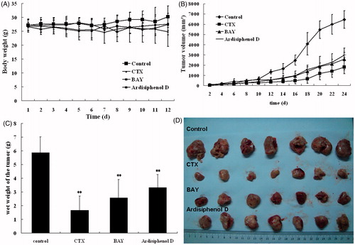Figure 5. Effect of ardisiphenol D on the growth of A549 cells in nude mice. (A) Body weight of mice. Y-axis, body weight (g); X-axis, time (day). (B) The tumor volume in the mice. Y-axis, tumor volume (mm3); X-axis, time (day). (C) Wet weight of the tumor in the mice on the last day of the experiment (n = 9). Y-axis, wet weight of the tumor (g). **p < 0.01 versus untreated control group. (D) Photographs of the tumor after sacrifice on the last day.