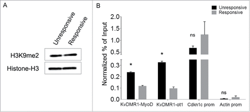 Figure 4. Responsive and unresponsive cells display differential H3K9me2 at KvDMR1. (A) Western blot assay showing the total level of H3K9me2 in unresponsive (C3H10T1/2 fibroblasts) and responsive cells (C57BL/6 fibroblasts). Histone H3 was used as a loading control. (B) ChIP-qPCR analysis of H3K9me2 enrichment at the 2 KvDMR1 sub-regions and Cdkn1c promoter (Cdkn1c prom) in unresponsive and responsive cells. Actin promoter (Actin prom) was used as negative control. Values obtained for the enrichment were normalized to those on β-globin promoter, used as an invariant control, and expressed as percentages of Input chromatin. The results, derived from 2 independent experiments, are reported as mean ± SEM. Statistical significance: P < 0.05 (*). ns: not significant.