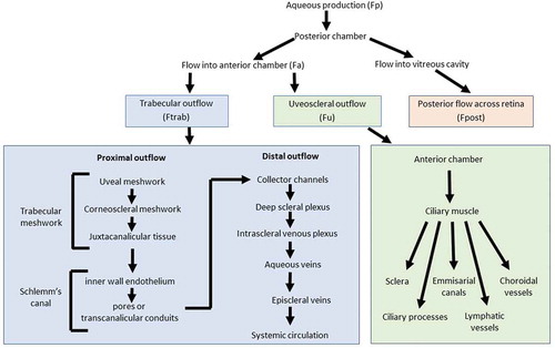 Figure 2. Outline of aqueous humor production and drainage