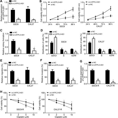 Figure 2 LHFPL3-AS1 knockdown inhibits OSCC development and cisplatin resistance. (A) Relative expression of LHFPL3-AS1 after transfection with siRNAs. (B) CCK8 assay for cell proliferation analysis. (C) Relative colony formation was determined to analyze cell proliferation. (D) Cell cycle distribution was analyzed. (E and F) Cell migration and invasion analyses by Transwell assay. (G) Relative expression of LHFPL3-AS1 in cisplatin-resistant cell lines after transfection of siRNAs. (H) Cell proliferation potential of SCC9-R and CAL27-R cells was assessed in the presence of cisplatin after transfection with siRNAs. *P<0.05.