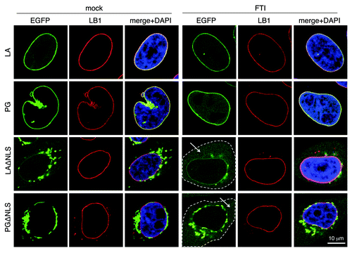 Figure 3. The effect of FTI treatment resembles that of LAssimΔNLS. FTI treatment was performed on HeLa cells at 4 h post-transfection for 16 h. The cytoplasm of the ΔNLS mutants transfected cells with FTI treatment are outlined by dashed lines. Soluble cytoplasmic EGFP signals are pointed by arrows. Confocal images show EGFP (green), lamin B1 (red), and DNA (blue). A representative cell under each condition is shown. Scale bar, 10 μm.