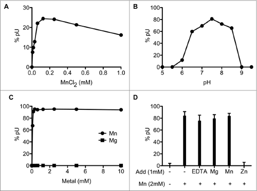 Figure 3. Characterization of SauJ1 RNase activity. (A) Manganese titration. Reaction mixtures (15 µl) containing 50 mM Tris-HCl (pH 8.0), 100 nM 26-mer RNA (*pRCitation26nt), 12.5 ng of SauJ1, and MnCl2 as specified were incubated for 15 min at 37 °C. The reaction products were analyzed on PEI-cellulose TLC plate as shown in panel 1B of Fig. 2. The percent of uridine 5′ phosphate (5′pU) release is plotted as a function of manganese concentration. (B) pH dependence. Reaction mixtures containing either 50 mM Tris acetate (pH 5.0 to 7.0), or Tris-HCl (pH 7.5 to 9.5), 1 mM MnCl2, 8 nM 26-mer RNA (*pRCitation26nt) and 25 ng of SauJ1 were incubated for 15 min at 37 °C. The percent of uridine 5′ phosphate (5′pU) release is plotted as a function of pH. (C) Metal titration at saturating level of SauJ1. Reaction mixtures (15 µl) containing 50 mM Tris-HCl (pH 8.0), 8 nM 26-mer RNA (*pRCitation26nt), 100 ng of SauJ1, and MgCl2 or MnCl2 as specified were incubated for 15 min at 37 °C. The percent of uridine 5′ phosphate (5′pU) release is plotted as a function of divalent cation concentration. (D) Mixing of divalent cations. Reaction mixtures (15µl) 50 mM Tris-HCl (pH 8.0), 100 nM 26-mer RNA (*pRCitation26nt), 2 mM MnCl2, 50 ng of SauJ1, and either 1 mM EDTA, or 1mM of the indicated divalent cations were incubated for 15 min at 37 °C. The percent of uridine 5′ phosphate (5′pU) release is shown. A control reaction lacking divalent cation is indicated in the first lane. The data are the averages of 3 experiments plus standard errors of the mean (SEM).