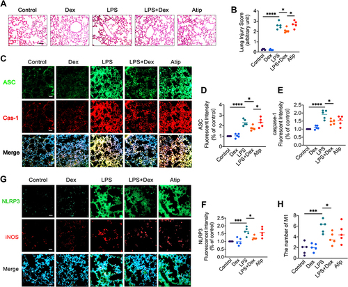 Figure 1 Dex treatment reduced ALI and NLRP3 inflammasome in the lungs after LPS challenge. C57BL/6 adult male mice were injected intraperitoneally with 10 mg/kg LPS, followed 25 µg/kg Dex with or without 500 µg/kg Atip every 2 hrs for 3 times. Lung injury was evaluated after 24 hrs of the treatment. Normal lung tissues served as the control. (A) Histology (H&E staining) of the lung tissues; (B) Lung morphology was evaluated by a lung injury scoring system; (C) NLRP3 inflammasome activation was detected by immunofluorescence; Fluorescent intensity of (D) ASC, (E) caspase-1, and (F) NLRP3 in lung tissue; (G) NLRP3 expression and iNOS intracellular staining of M1 macrophages were detected by immunofluorescence; (H) Number of M1 macrophages. Nuclei were counterstained with 4’,6-diamidino-2-phenylindole (DAPI). Scale bar: 50 μm. Data were presented as scatter plot with mean (n = 5); *p < 0.05, ***p < 0.001 and ****p < 0.0001.