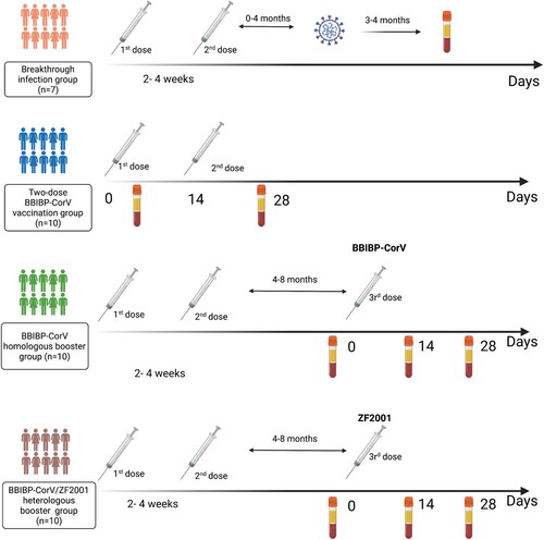Figure 1. The details of breakthrough infection and vaccine groups plasma samples collected in our study. The four panels refer to 1) breakthrough infection group; 2) Two-dose BBIBP-CorV vaccination group; 3) BBIBP-CorV homologous booster group; 4) BBIBP-CorV/ZF2001 heterologous booster group.