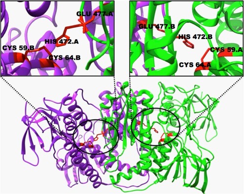 Figure 7 A 3D structure of the TrxR reductase homodimer (PDB entry 2J3N), with two chains in green and purple.