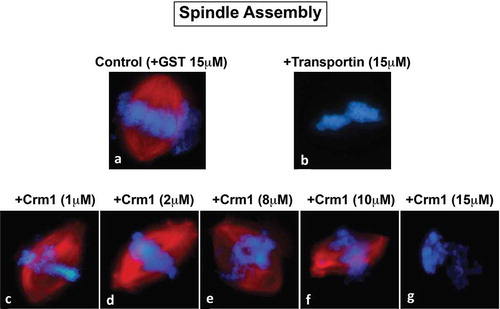 Figure 3. Crm1 inhibits spindle assembly. Recombinant Crm1 (c-g) was added to mitotic extract supplemented with rhodamine-labeled tubulin and compared to GST (a) and Transportin controls (b). Typical images for each reaction are shown. GST (A) addition did not interfere with the production of strong bipolar spindles, while 15 μM Transportin (B) strongly inhibited bipolar spindle formation. Low concentrations (1–2 μM) of Crm1 (c and d) had little effect on bipolar spindle formation. However, increasing concentrations (8–10 μM) Crm1 had an increasingly deleterious effect on bipolar spindle formation (e and f). Bipolar spindle assembly was completely inhibited by 15 μM Crm1 (g).