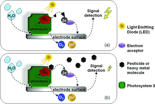 Figure 9 Photosynthesis-based biosensor for pesticides and heavy metals detection. Intact cells of photosynthetic microorganisms or plant components containing the photosynthetic protein Photosystem II are immobilized onto an electrode surface. The biomediators are stimulated by means of a Light Emitting Diode light. In absence of toxyc compounds, a transfer of electrons occurs giving rise to a detectable current (a). In the presence of pesticides the QB site of D1 subunit is occupied causing a lowering of the output signal (b). (Color figure available online.)