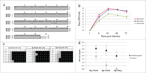 Figure 3. In-vitro and in vivo characterization of recombinant HPAI H7N1 viruses generated in this study (a) Sequence of the NS1 protein of viruses generated in this study. (b) Replication kinetics in CEK cells after 2 independent trials after 1, 8, 24, 48 and 72 hours post infection. (c) Pathogenicity index after clinical examination of oculonasally infected 6-week-old specific-pathogen-free white leghorn chickens with 104.5 PFU/ml of the indicated viruses. Healthy chickens were scored “0.” Chickens showing one clinical sign (depression, ruffled feathers, diarrhea, sneezing, coughing, conjunctivitis, discharges, or cyanosis of comb, wattle or shanks) were scored “1” and were defined as ill. Severely ill chickens showing 2 or more clinical signs were scored “2,” whereas dead chickens were scored “3.” The pathogenicity index (PI) was calculated as the mean sum of the daily arithmetic mean values divided by 10; the number of observation days. (d) Virus excretion in oropharyngeal and cloacal swabs at 4 dpi was done by plaque assay and the mean titer ± standard deviation of positive birds was expressed in plaque forming unit per ml (PFU/ml).