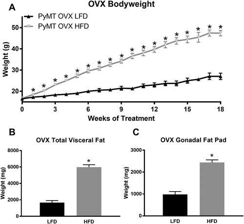 Figure 4. Bodyweight characteristics for post-menopausal experiment. PyMT mice underwent ovariectomy surgery at 5 weeks of age and were allowed one week to recover prior to the initiation of diet treatments. Body weight was measured weekly. Mice were euthanized at 24 weeks of age (18 weeks of diet treatment) and total visceral fat pad weight and total gonadal fat pad weight were determined. a. Body weight in grams. b. Total absolute visceral fat pad weight. c. Total gonadal fat pad weight. *P < 0.05. Data are represented as ±SEM, PyMT OVX LFD, n = 9 PyMT OVX HFD, n = 12.