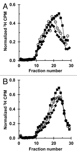 Figure 4. CHK1 inhibitor TCS2312 abrogates the intra-S checkpoint response: Velocity sedimentation analysis of nascent DNA from NHF1 cells treated with the CHK1 inhibitor TCS2312. Cells were treated with (A) vehicle or (B) 1 µM TCS2312 30 min prior to irradiation with 0 (closed squares), 1 (open circles), or 2.5 (closed diamonds) J/m2 and inhibitor remained until cells were harvested. Cells were pulse-labeled with 3H-thymidine (15 min) 30 min post-irradiation.