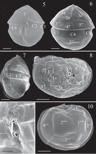 Figs 5–10. Scrippsiella plana, SEM of vegetative cells (strain SSFC13). Fig. 5. Ventral view showing the first apical plate (1′) and other plates. Fig. 6. Dorsal view showing the anterior intercalary plates (1a, 2a and 3a). Fig. 7. Lateral view showing the flattening body. Fig. 8. Apical view showing the pore plate (arrow), canal plate (X), the apical plates (1′–4′), anterior intercalary plates (1a, 2a and 3a) and precingular plates (1′′–7′′). Fig. 9. Sulcal plates. Sa = anterior sulcal plate, Sd = right sulcal plate, Ss = left sulcal plate, Sm = median sulcal plate (shown by arrow), Sp = posterior sulcal plate. Fig. 10. Antapical view of a cell, showing five postcingular plates (1′′′–5′′′) and two antapical plates (1′′′′, 2′′′′). Scale bars: Figs 5–8, 10 = 5 µm; Fig. 9 = 2 µm.