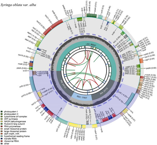 Figure 2. The annotated chloroplast genome map of S. oblata var. alba. From the center outward, the forward and reverse repeats were shown in the first track and connected with green and red arcs, respectively. The tandem repeats and microsatellite sequences were shown in the second and third tracks with different colors. Genes are colored in the outer track by their functional classification listed in the bottom left.