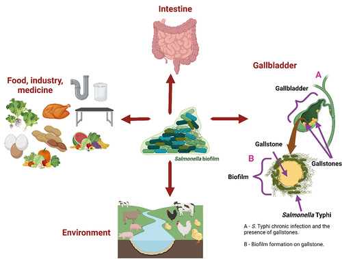 Figure 1. Presence of Salmonella biofilm in the environment and animals/humans.