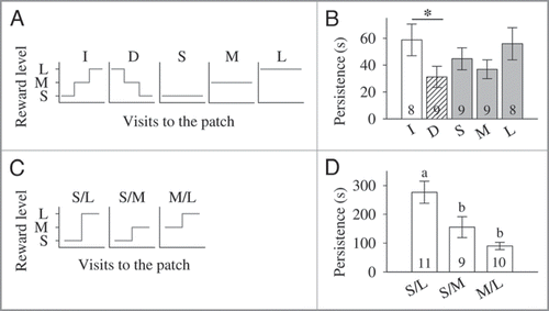 Figure 1 (A) Reward schedules offered during training by the artificial flower patch in the first experiment.Citation12 Each bee collected either increasing (I, small-medium-large), decreasing (D, large-medium-small), small (S), medium (M), or large (L) reward levels throughout successive visits to the patch. (B) Persistence (mean ± s.e.m., in s) to search for food in the absence of reward 24 h after training for the five different reward schedules (increasing, I; decreasing, D; small, S; medium, M; and large, L). Asterisks indicate planned comparisons p < 0.05. (Modified from Gil et al.Citation12). (C) Increasing reward schedules offered during training by the artificial flower patch in the second experiment.Citation13 Each bee experienced either a large increase in reward level, from small to large (S/L), or a small increase in reward level, either from small to medium (S/M) or from medium to large (M/L). (D) Persistence (mean ± s.e.m., in s) to search for food in the absence of reward 24 h after training for the three different reward schedules (S/L, S/M and M/L). Different letters indicate LSD multiple comparisons p < 0.05 after one-way ANOVA. (Modified from Gil and De MarcoCitation13). (B, D) Number of tested bees is given within the bars.