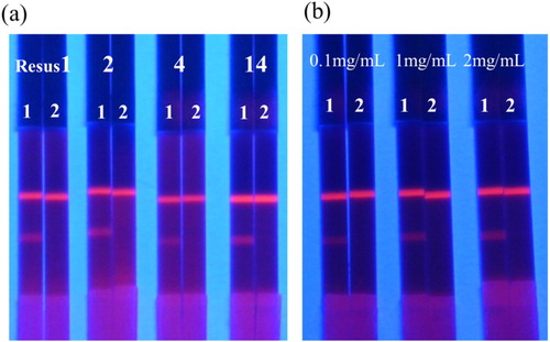 Figure 4. Optimization of conditions of test strip. (a) Result of using different surfactants (Resus1, 2, 4 and 14 represent PEG, PVP, BSA and On-870, respectively). 1 and 2 represent the OTA standard concentrations were 0 and 25 ng/mL, respectively, prepared in rice flour sample. (b) Optimization of the concentration of antigen on the T line by testing OTA standard prepared in rice flour sample. Each test was repeated thrice.
