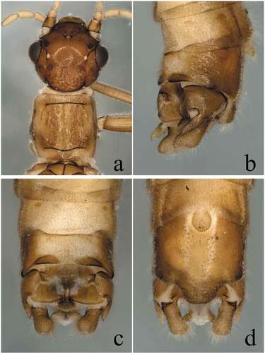 Figure 1. Rhopalopsole xui Yang, Li & Zhu, Citation2004. Collected from Zhejiang Province, Six Harmonies Pagoda. (a) Male head and pronotum, dorsal view; (b) Male terminalia, lateral view; (c) Male terminalia, dorsal view; (d) Male terminalia, ventral view.