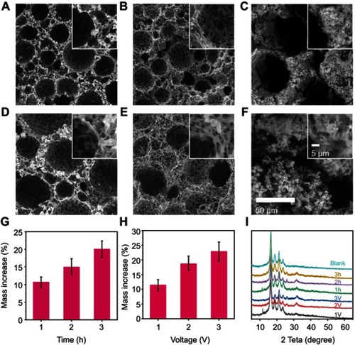 Figure 2 (A–C) SEM images of mineralized PLLA/PCL scaffold at 37°C and 2 V for: (A) 1 hr, (B) 2 hrs, (C) 3 hrs. (D–F) SEM images of mineralized PLLA/PCL scaffold at 37°C and 2 hrs for (A) 1 V, (B) 2 V, (C) 3 V. The insets are of magnified images, and the magnification of SEM figures and inlets is uniform. (G) Mass increase with different time. (H) Mass increase with different voltage. (I) XRD patterns of the corresponding mineralized PLLA/PCL scaffold.Abbreviations: V, voltage；SEM，scanning electron microscopy；XRD，X-ray diffraction；PLLA, poly(l-lactic acid); PCL, poly(ε-caprolactone).