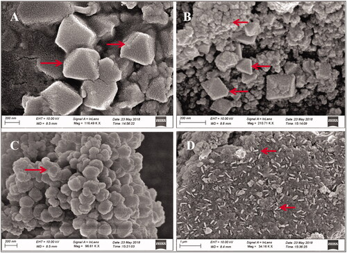 Figure 2. FE-SEM images of synthesized AgNPs illustrating anisotropic AgNPs triangular, spherical, pyramidal, trigonal bipyramidal (A–C, Scale = 200 nm) and rods (D, Scale = 1 µm).