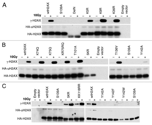 Figure 3 S139 phosphorylation and K119 monoubiquitination of H2AX mutants. H2AX−/− ES cells were transiently transfected with mammalian expression vectors encoding H2AX mutants shown and treated with IR as indicated 3 days after transfection. 30 minutes post-IR, histones were extracted for analysis by western blotting. γ-H2AX, HA-H2AX and HA-uH2AX are shown. Wild type H2AX (wtH2AX), S139A and empty vector were used as controls in each experiment. H2AX mutants DeIN (deletion of N-terminal 15 residues of H2AX), K5R, K9R and K36R are grouped in (A). K74Q, K75Q, KR75RQ (K75 to R and R76 to Q), T101A, 5KR (K118, 119, 127, 133 and 134 to R) and T136V as well as Y142A are grouped in (B). KK118RR (K118 and 119 to R), Y142F and Y142W as well as 5KR and Y142A are grouped in (C).