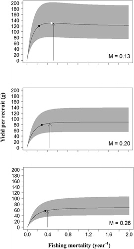 Figure 3. Mean estimates (solid line) and 95% confidence intervals (gray shaded area) of yield per recruit (YPR). Arrows indicate current fishing mortality (Fcur). Black dots represent target reference points (F0.1). White dots represent target reference points (Fmax).