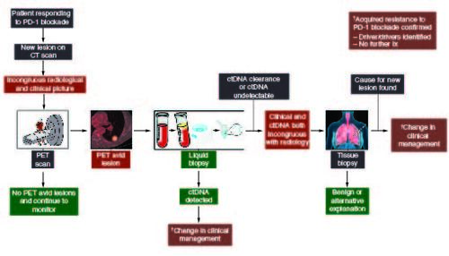 Figure 2. Schema for investigation of acquired resistance to PD-1 blockade.After CT diagnosis of the pulmonary nodule, proceed with functional imaging with a PET scan. If PET avid, proceed to liquid biopsy to confirm progression, identify therapeutic targets, and for consideration of management change. If the liquid biopsy confirms clearance, i.e., ongoing response, proceed to tissue biopsy to characterize the pulmonary nodule.