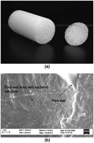 Figure 9. (a) Esterified bacterial cellulose/photopolymerized acrylated epoxidized soybean oil nanocomposite foam (23 mm in diameter). (b) Esterified cellulose nanofibrils are shown to line a pore. Modified from Ref. [Citation105], with permission from Royal Society of Chemistry (© RSC 2009).