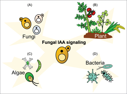 Figure 4. Phylogenetic evidence suggests that indole-3-acetic acid (IAA) biosynthesis evolved independently in bacteria, microalgae, fungi, and plants. Increasing evidence shows IAA as a diffusible signal and interspecies communication among different organisms. Several studies have shown that bacteria, microalgae, fungi, and plants exchange IAA as a signaling molecule that affects their physiology, and more of this phenomenon remains to be discovered. (A) IAA can exert stimulatory and inhibitory effects on fungi. (B) In plant – fungus interaction systems, fungi may use IAA to interact with plants for pathogenesis or symbiotic strategies, leading to plant growth promotion and basal plant defense mechanism modification. (C) We found a high frequency of cooccurrence of IAA-producing fungi, including yeasts, and green algae in corticolous algae. (D) A facultative symbiosis was proposed between the endophytic fungus and the endohyphal bacterium that strongly influenced IAA production. Future studies that more systematically investigate the trans-groups IAA transfer mechanisms will most likely identify mechanistic aspects of this signal.
