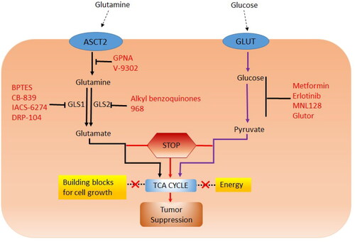 Figure 5. Glutaminase inhibitor resistance through alternate metabolic pathways. Targeting glutaminase and alternate metabolic pathways prevent the TCA cycle, which results in the deprivation of energy and building blocks required for cell growth. Inhibitors are marked in red and the alternate pathways involved in resistance of GLS inhibitors is marked in purple. (Re-drawn with permission from Wang et al., 2020).