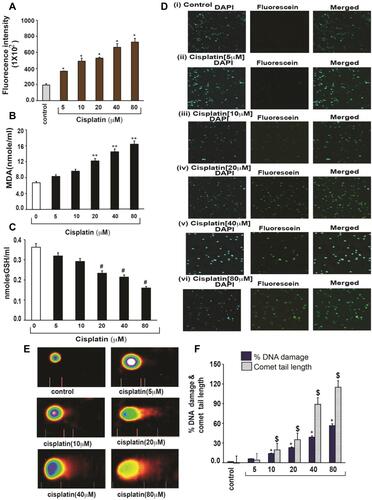 Figure 3 Cisplatin-induced oxidative stress and DNA damage in APL cells.Citation14 APL cells were exposed to various concentrations (0, 5, 10, 20, 40, and 80 μM) of cisplatin for 48 hours. ROS release was assessed by spectrofluorometry based on DCF fluorescence intensity after 30 min incubation with dichlorofluorescein diacetate (DCFDA). After incubation, ROS release was measured through measuring DCF fluorescence intensity by spectrofluorometry. Malondialdehyde (MDA) and GSH concentration levels were also measured by spectrophotometry. DNA damage was analyzed by both TUNEL and alkaline gel electrophoresis (Comet) assays. (A) ROS concentrations; (B) MDA concentrations; (C) GSH concentrations; (D) TUNEL assay images of DNA damage; (E) Comet assay images of DNA damage; (F) Percentages of DNA damage, and Comet tail lengths. Multiple symbol indicators (*, **, #, $) indicate highly significant increases (p<0.01) in ROS (*), MDA (**), DNA damage (*) and Comet tail length ($), and highly significant decreases (p<0.01) in GSH ($) between control and cisplatin-treated cells. Reproduced from Kumar S, Tchounwou PB. Molecular mechanisms of cisplatin cytotoxicity in acute promyelocytic leukemia cells. Oncotarget. 2015;6(38):40734–40746. Creative Commons license and disclaimer available from: http://creativecommons.org/licenses/by/4.0/legalcode.14