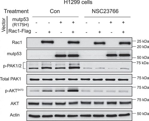 Figure 3. The Rac1 inhibitor abolishes AKT activation by mutp53 (R175 H). H1299 cells with or without ectopic expression of Rac1 and mutp53 were treated with the Rac1 inhibitor (NSC23766; 1 µM).