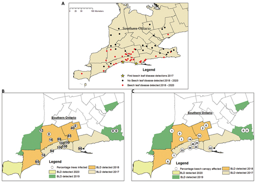 Fig. 1 (Colour online) Beech leaf disease incidence and severity: (A) locations where the nematode Litylenchus crenatae mccanii was detected in southern Ontario from 2017 to 2020, (B) percentage of trees infected, and (C) percentage of beech canopy affected in the same period.