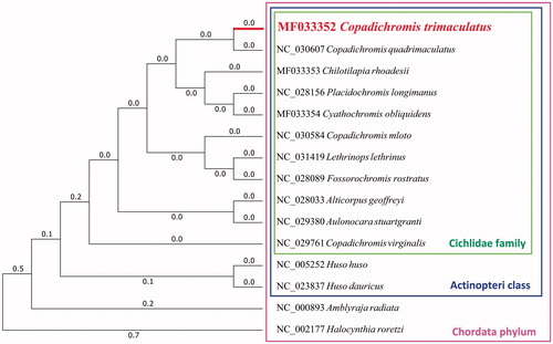 Figure 1. Maximum likelihood tree of complete mitochondrial genome of C. trimaculatus and 14 other closely species, which have their Genbank accession numbers in front.