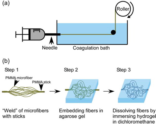 Figure 1. (a) Schematic depiction of the wet spinning process. (b) Procedure for creation of a capillary-like network in agarose gel.
