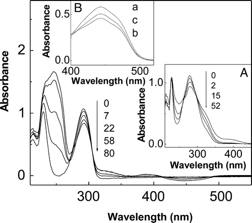 Figure 1. Spectral changes of ca. 0.2 mM t-butylhydroquinone + 0.02 mM riboflavin vs. 0.02 mM riboflavin upon visible-light photoirradiation. Inset A: Spectral changes of 0.1 mM propyl gallate + 0.02 mM riboflavin vs. 0.02 mM riboflavin upon visible-light photoirradiation. Numbers on the spectra represent irradiation time, in minutes. Inset B: Spectral changes in a N2-saturated solution of 0.02 mM riboflavin upon visible-light photoirradiation; a, without additives and non-irradiated; b, without additives, 25 minutes irradiation; c, in the presence of 0.15 mM t-butylhydroquinone, 25 minutes irradiation. Solvent: MeOH.