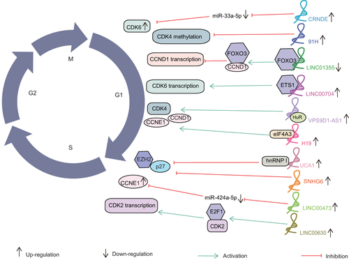 Figure 4 The regulatory mechanism of lncRNAs involved in cancer cell cycle. The regulatory roles of lncRNAs on cancer cell cycle involve different mechanisms, including sponging by the ceRNA network, epigenetic modifications, transcription regulations and other regulatory pathways.