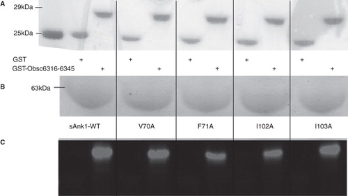 Figure 2. Alanine mutations within the hydrophobic hotspot of sAnk1-MBP reduce binding to GST-Obsc6316–6345. (A) The nitrocellulose membrane following transfer from the SDS-PAGE gel was stained with Ponceau Red confirmed equal loading and transfer of GST and GST-Obsc6316–6345. (B) Site-directed mutagenesis was used to create the four alanine-substituted MBP fusion protein mutants of sAnk1. Coomassie Blue stain shows the affinity-purified proteins, after analysis at equal load by SDS-PAGE. (C) For the blot overlay, a ladder of protein standards was run in lane 1 and the 25 kDa marker is shown. The remaining even lanes were loaded with GST and odd lanes with GST-Obsc6316–6345, at equal protein loads. The resulting gel was transferred to nitrocellulose. Each pair of lanes was then overlaid individually with each of the five sAnk1-MBP fusion proteins from B and probed with anti-MBP, followed by a fluorescent secondary antibody. The results show that each of the four alanine mutants of sAnk1 reduces binding to GST-Obsc6316–6345. Binding to each construct is specific, as none of the sAnk1 constructs bind to GST alone.