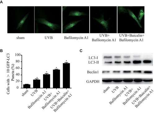 Figure 3 Baicalin increases UVB-induced autophagy in HSFs. HSFs were pretreated with Bafilomycin A1 (100 nM) for 2 h, then treated with 25 ng/mL baicalin. (A) Representative confocal images of GFP-LC3 in fibroblasts. Scale bars = 50μm. (B) The percentage of cells with induced autophagy was determined as the percentage of GFP-LC3 cells with greater than 10 GFP-LC3 puncta per cell (means ±SEM of the independent experiments, *p < 0.05). (C) LC3-II and Beclin1 expressions were detected by Western blotting analysis. GAPDH was used as a loading control. The concentration of baicalin in these studies was 25 ng/mL.