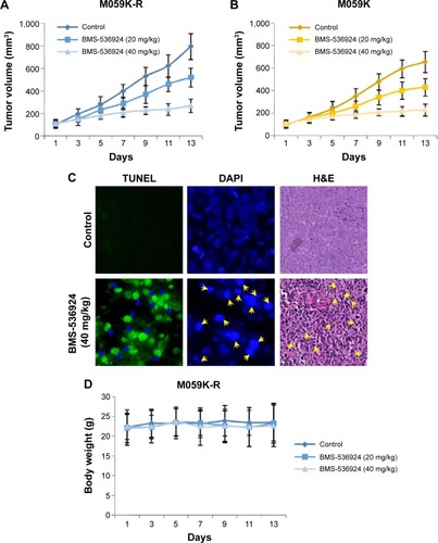 Figure 5 BMS-536924 suppresses M059K-R and M059K tumor growth in vivo.