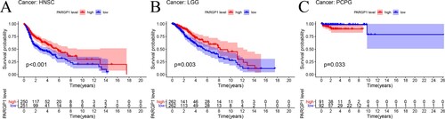 Figure 3. Impact of eRNA PARGP1 on other cancers. (a) Kaplan–Meier overall survival curve for patients with PARGP1-high and PARGP1-low expression on head and neck squamous cell carcinoma (HNSC). (b) Kaplan–Meier overall survival curve for patients with PARGP1-high and PARGP1-low expression in brain lower grade glioma (LGG). (c) Kaplan–Meier overall survival curve for patients with PARGP1-high and PARGP1-low expression on pheochromocytoma and paraganglioma (PCPG).
