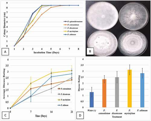 Fig. 7 (Colour online) Growth and pathogenicity of isolates of Pythium spp. on cannabis plants. (a) Comparison of radial growth of isolates representing five Pythium species on potato dextrose agar (PDA) after 7 days. (b) Appearance of representative colonies of isolates of P. ultimum (top left), P. myriotylum (upper right), P. dissotocum (lower left) and P. catenulatum (lower right) after 7 days of growth on PDA. (c) Disease development over a 3-week period following inoculation of cannabis plants with an isolate each of four Pythium species. The disease rating scale used is described in the materials and methods. Vertical bars represent standard errors of the mean. (d) Final disease ratings taken at day 21. Vertical bars are standards errors of the mean for each species. There were no significant differences among the four Pythium species in final disease ratings. The water (negative control) showed symptoms of yellowing which was attributed to poor rooting and not due to Pythium.