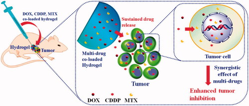 Figure 6. Schematic representation of the synergistic delivery of DOX, CDDP, and MTX through injectable hydrogels. Reproduced with permission from ACS 2015 (Ma et al., Citation2015).