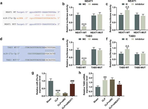 Figure 4. NEAT1 bond with miR-27a-3p to affect TAB3 expression. a. Starbase predicted the binding sites for NEAT1 and miR-27a-3p. b. Luciferase assay analyzed the interaction between miR-27a-3p mimic and NEAT1 (WT/MUT). c. Luciferase assay examined the interaction between miR-27a-3p inhibitor and NEAT1 (WT/MUT). d. Targetscan7.2 investigated the binding sites for TAB3 and miR-27a-3p. e. Luciferase assay detected the interplay between miR-27a-3p mimic and TAB3 (WT/MUT). f. Luciferase assay detected the interplay between miR-27a-3p inhibitor and TAB3 (WT/MUT). g. qPCR evaluated miR-27a-3p expression and U6 expression served as an internal parameter. h. qPCR assessed TAB3 expression and GAPDH expression acted as a reference gene. ^P, ∆P, *P or #P < 0.05; ^^P, ∆∆P, **P or ##P < 0.01; ^^^P, ∆∆∆P, ***P or ###P < 0.001; ^ vs. MC; Δ vs. IC; * vs. Sham; # vs. CLP+siNC (WT: wide type; MUT: mutant type; CLP+siNC: After CLP modeling for 0.5 h, rats were transfected with negative control siRNA (siNC); CLP+siNEAT1: After CLP modeling for 0.5 h, rats were transfected with siRNA-NEAT1).