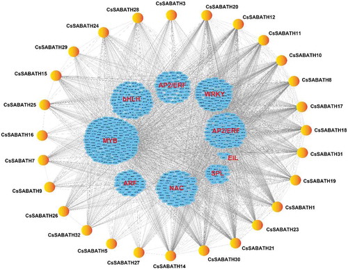 Figure 6. Transcriptional regulation of CsSABATH genes. The coexpression network of CsSABATH genes with MYB, ARF, NAC, SPL, EIL, AP2/ERF and WRKY transcription factors was constructed based on their expression patterns in eight different tissues of tea plant in Cytoscape v3.7.1. The expression correlations between CsSABATH genes and different transcription factors are shown with gray lines (Pearson’s correlation test, P ≤ 0.05), and their detailed correlations are listed in Table S3.